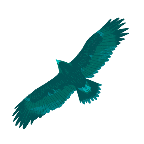 hawk